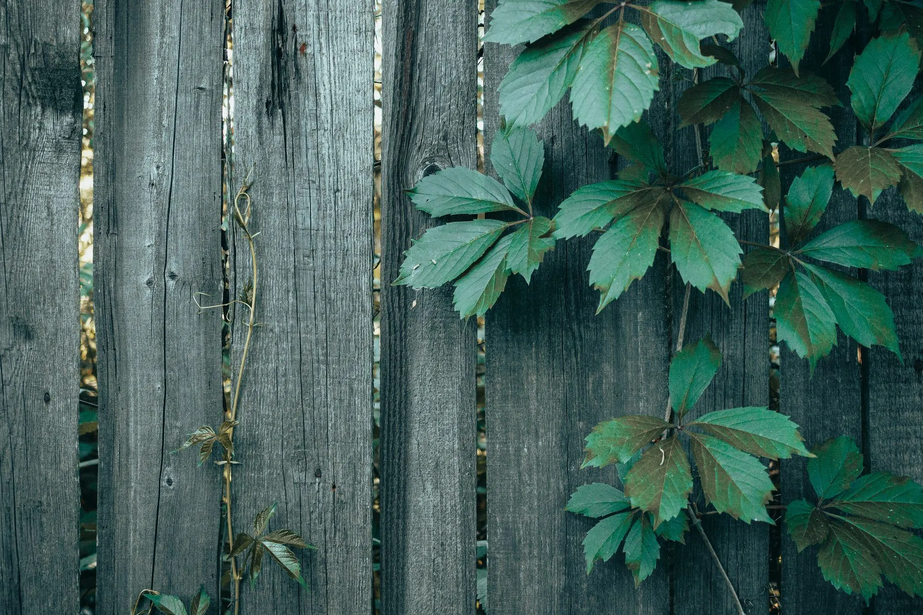 Weathered boarded fence with Virginia creeper growing across it