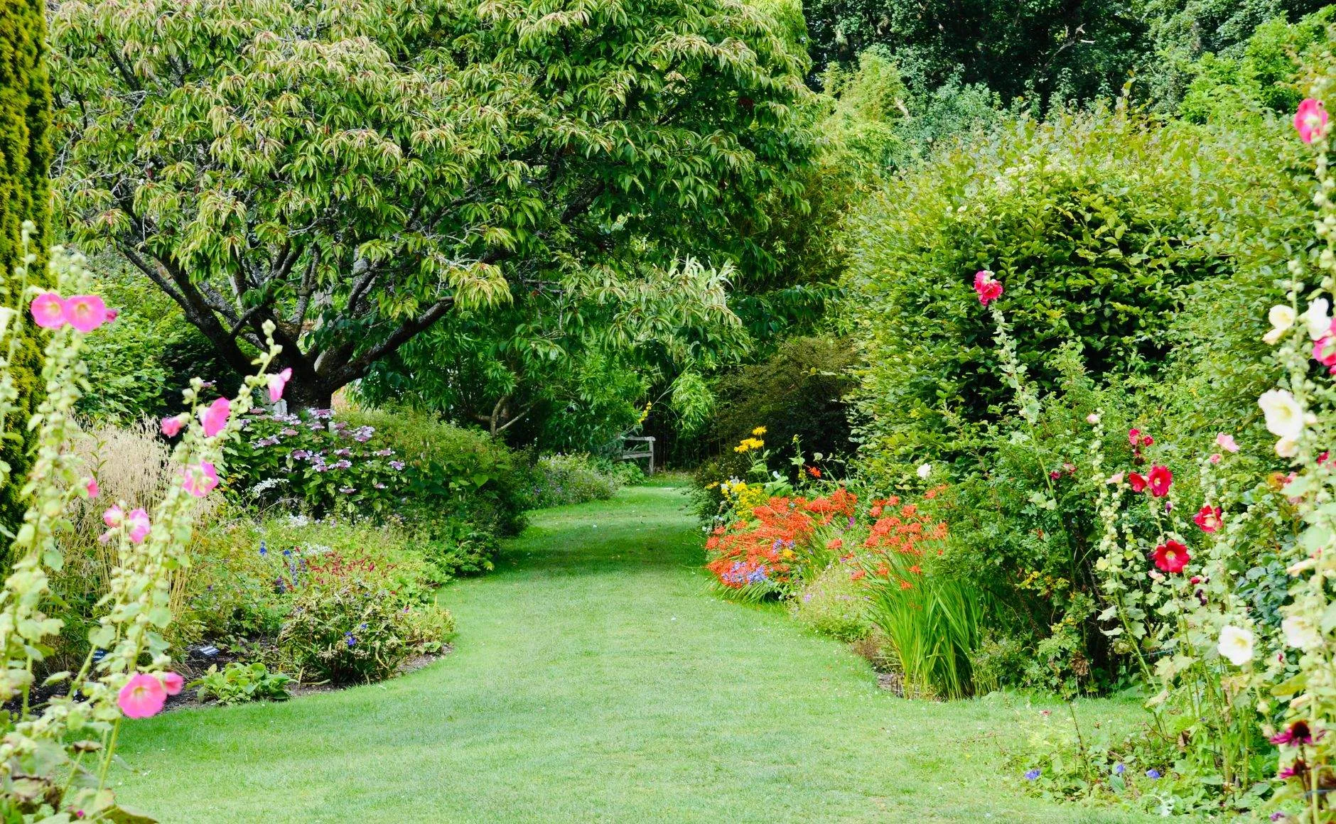 A grass walk between deep summer borders with hollyhocks