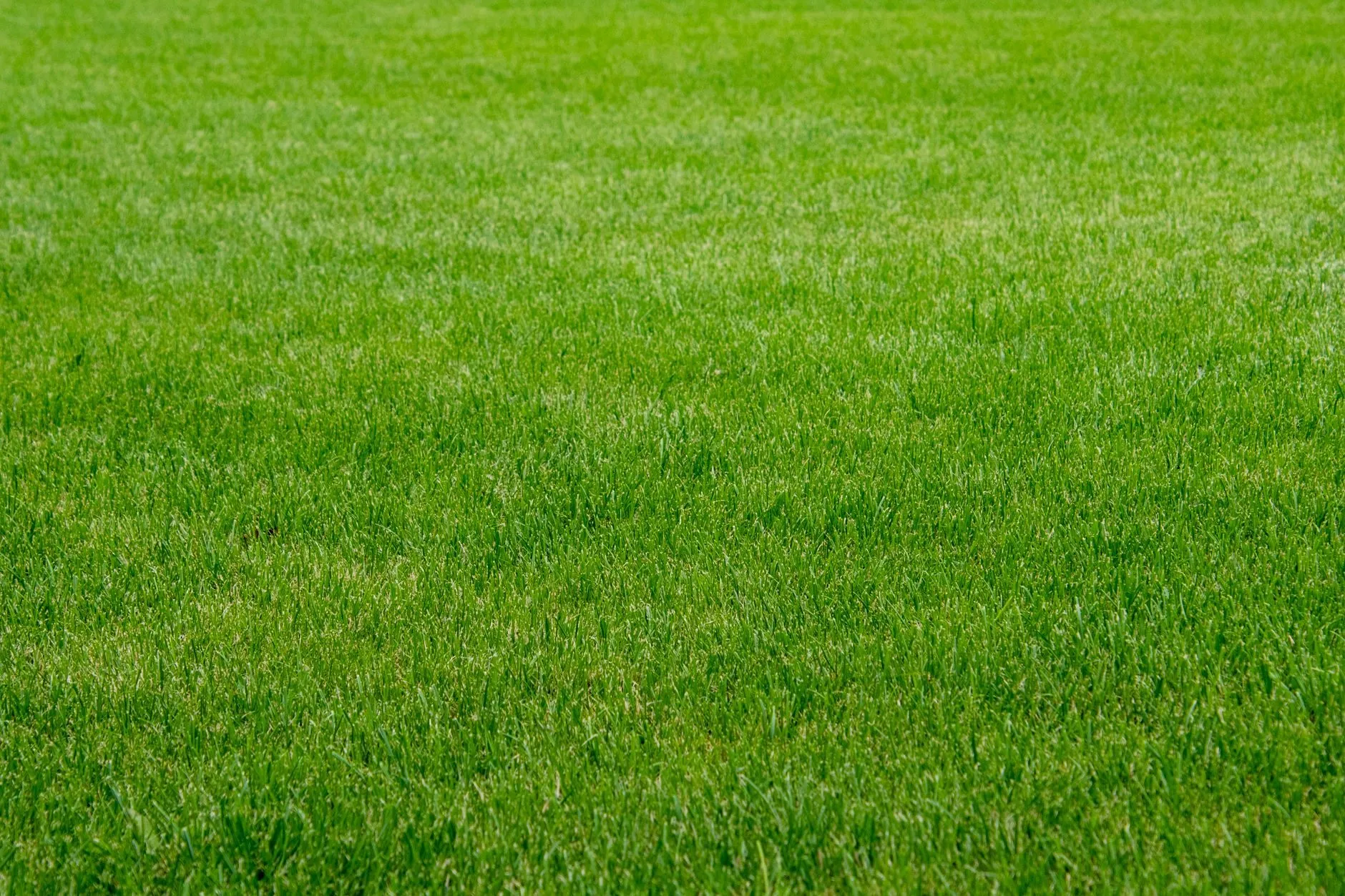 A close view of a thick, evenly green lawn