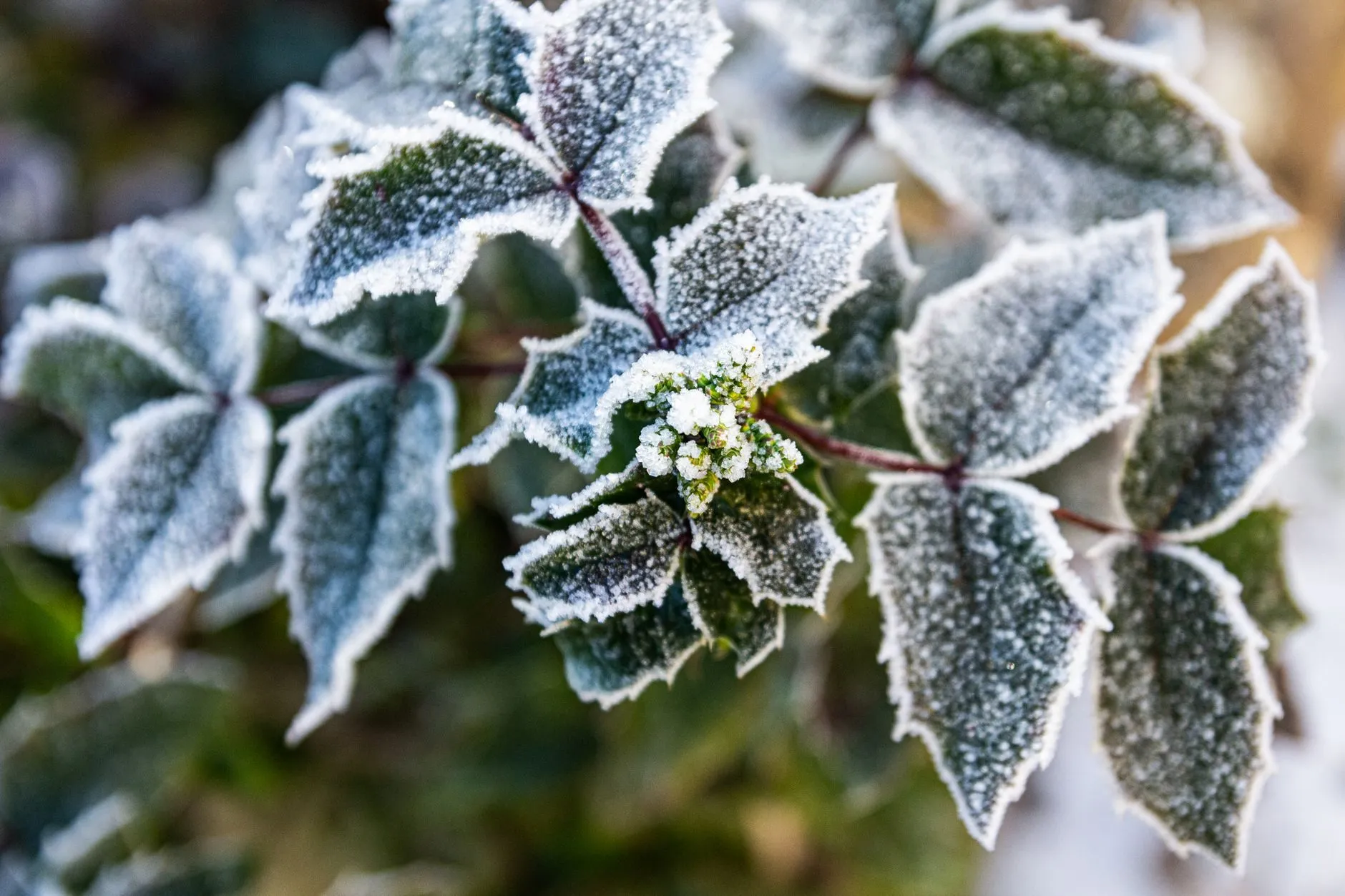 Frost on the edges of dark green leaves in a winter garden