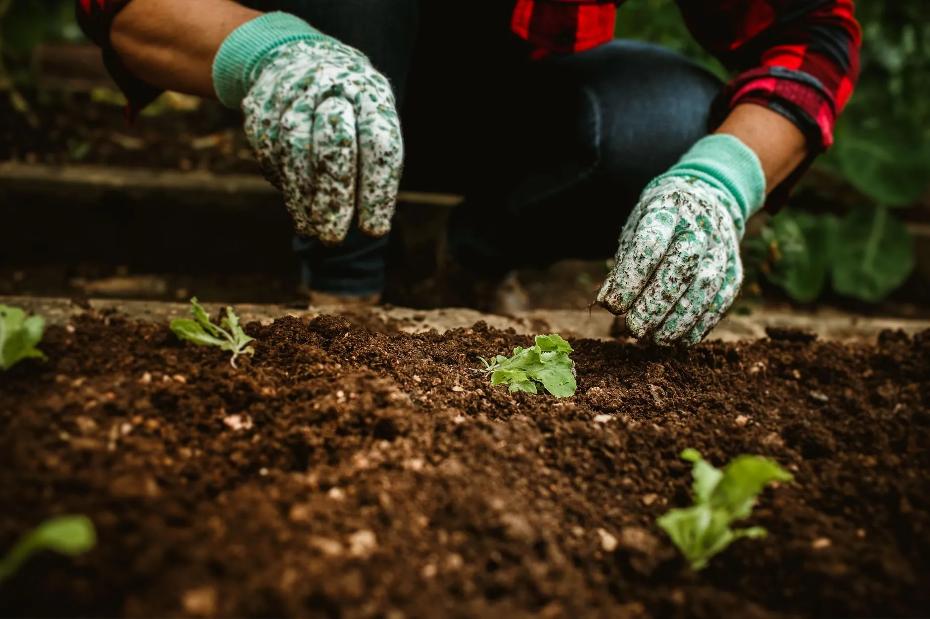 Gloved hands setting young plants into freshly dug soil