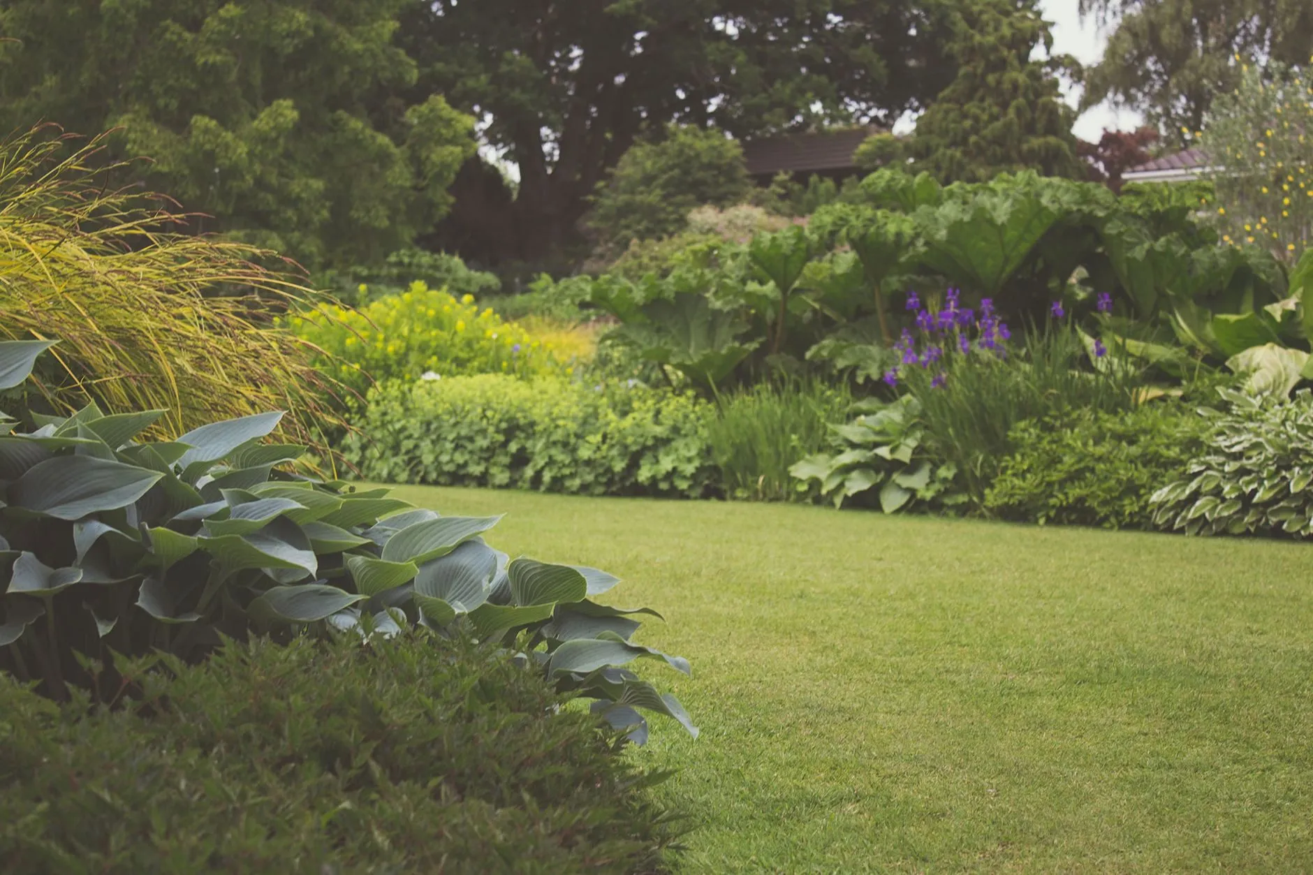 A smooth green lawn edged by hostas and deep planting