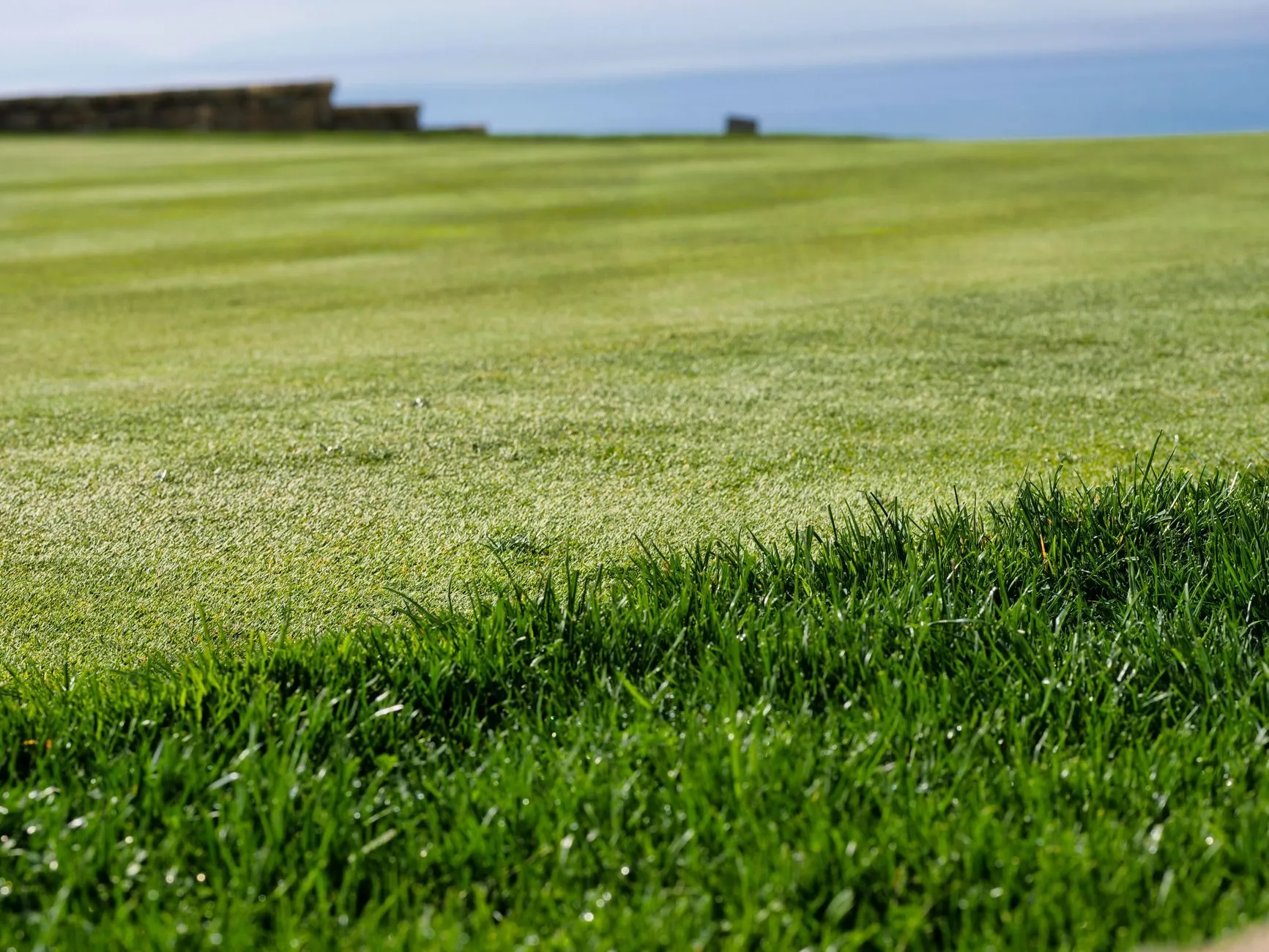 The edge of a freshly striped lawn, longer grass in the foreground