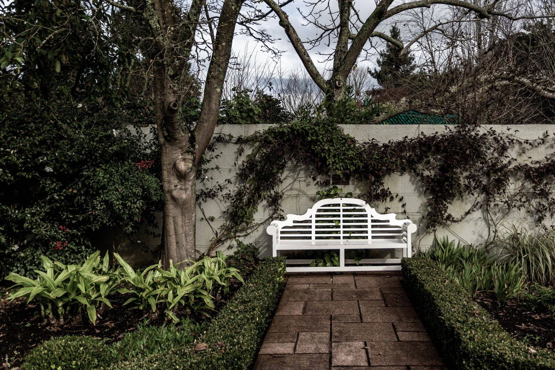 A white bench against a walled garden, reached by a stone path between clipped box